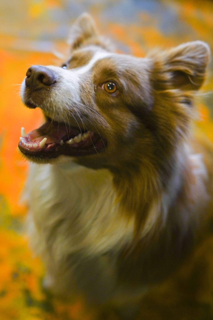Oh My Dog - Hundetraining, by Melissa Seidl