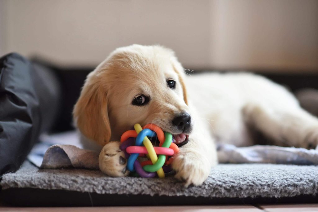 Ein Hund zieht ein!